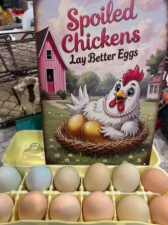Fresh Eggs Laid By Spoiled Hens