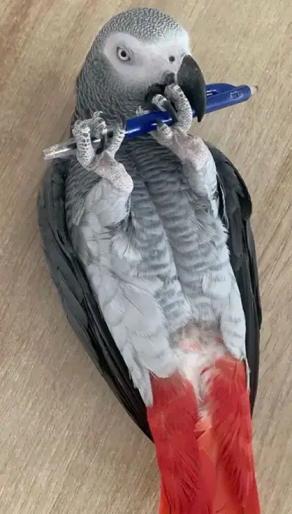 African gray parrots
