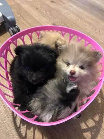 Pomeranian food