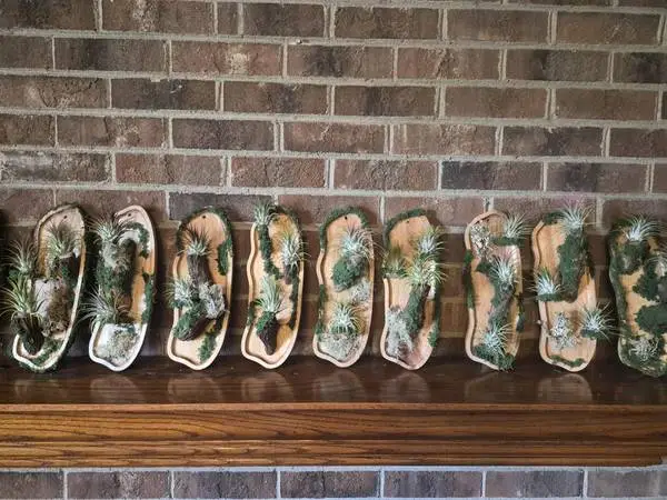 CUSTOM AIR PLANT DISPLAYS
