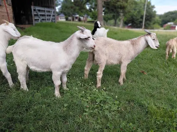 Kiko/Boer Goats