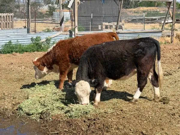 Heifers Micro miniature and Miniature calves