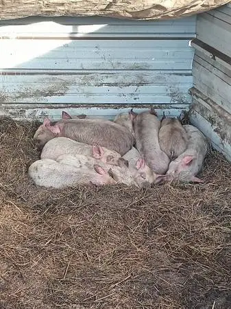 Feeder pigs!!!!!