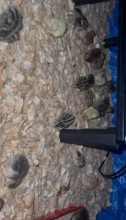 Quail chicks