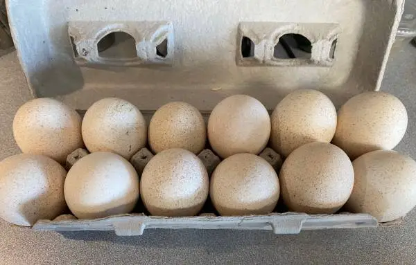Turkey eggs