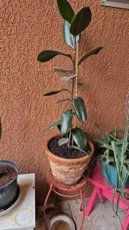 Adult Growing Rubber Tree Plant  From young FCFS $30