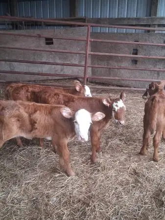 4 Helfer bottle calf available