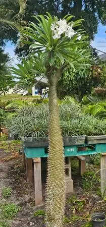 Madagascar Palms Silver, Pachypodium Silver Geayi