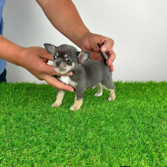 Tiny Blue & Tan Chihuahua Puppy
