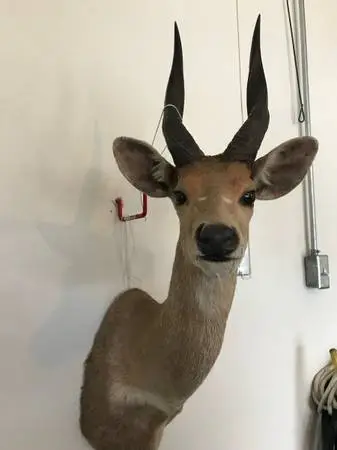 Taxidermy Bush Buck