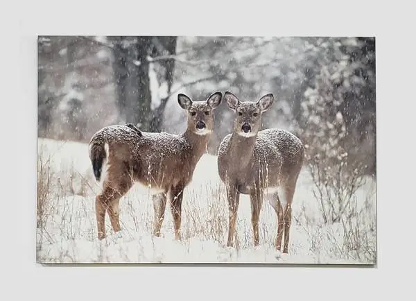 Photograph of two deer in winter, 40x60 on 3/4 Gatorafoam,