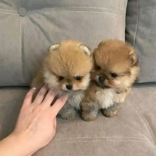 Pomeranian Puppies