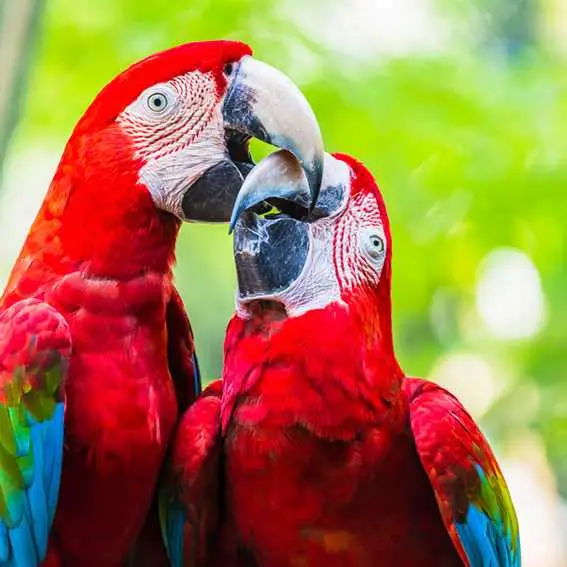 Beautiful Pair of Scarlet Macaws