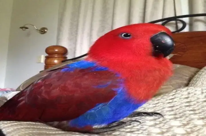 Beautiful Female Eclectus Parrot