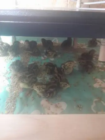 Jumbo Coturnix Quail chicks and eggs
