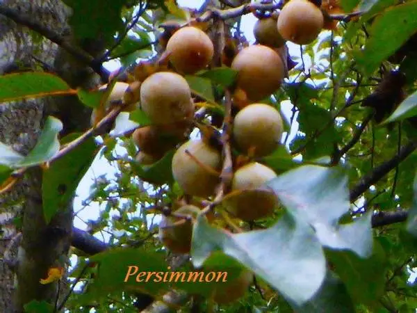 American Persimmon Trees