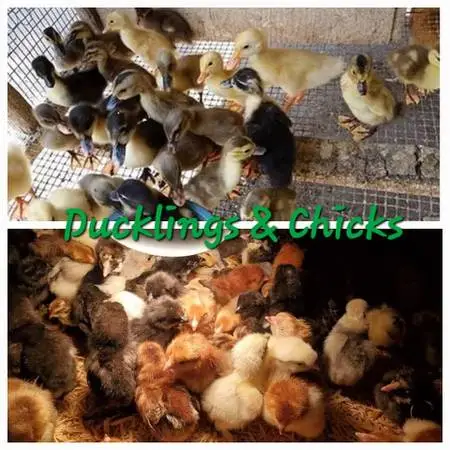 Ducklings and Chicks