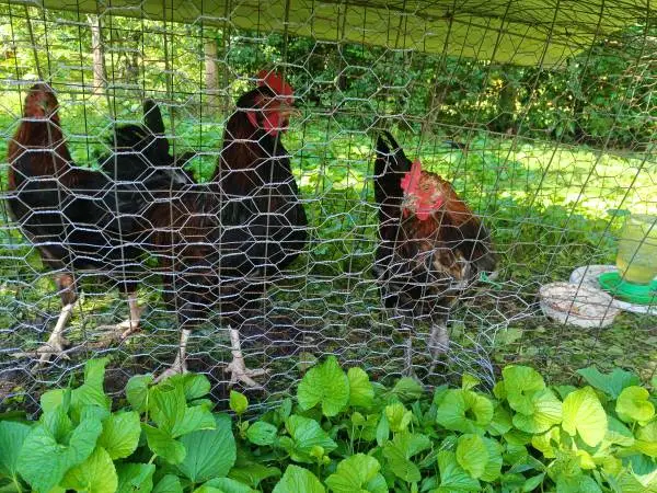 Chickens for sale