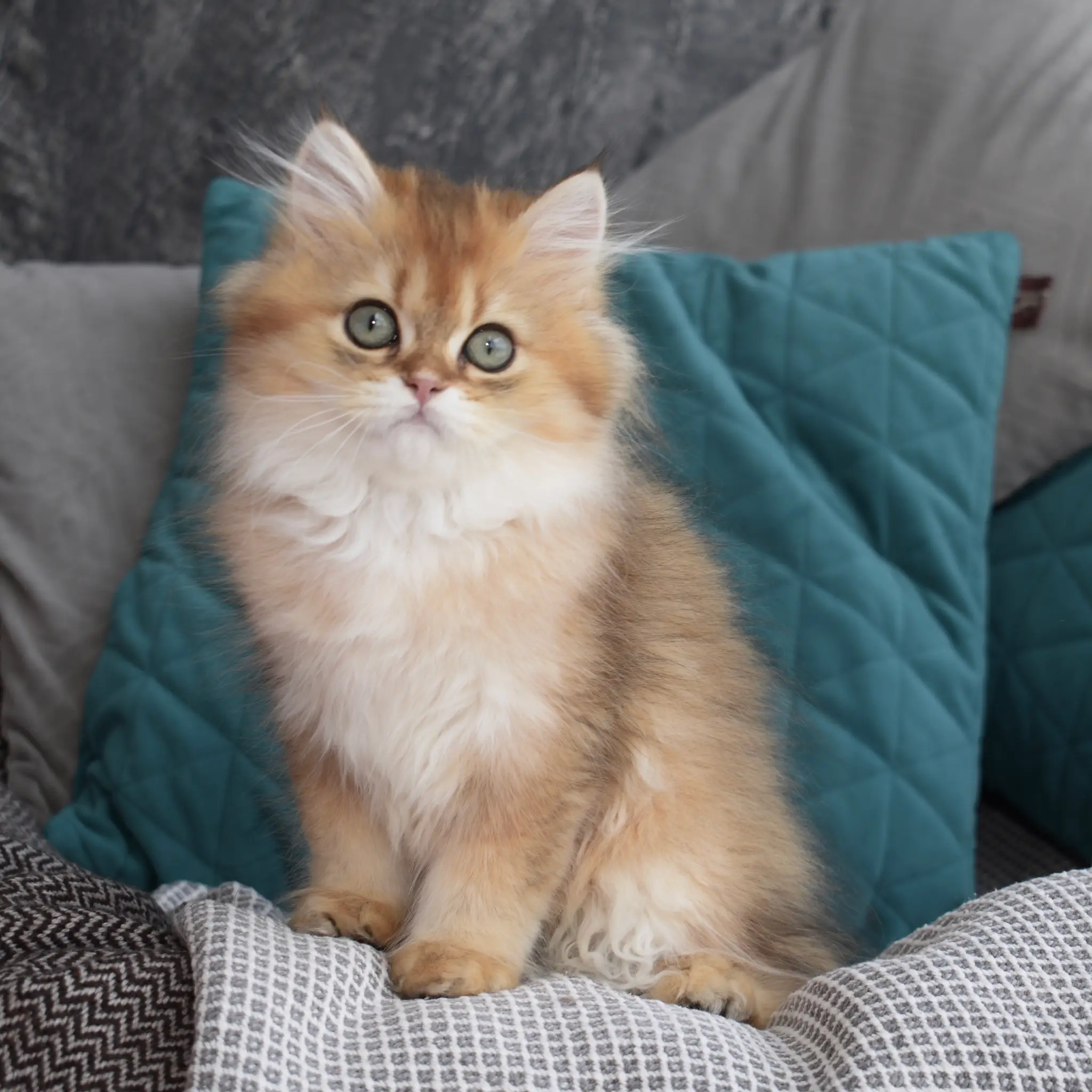 British Longhair breed