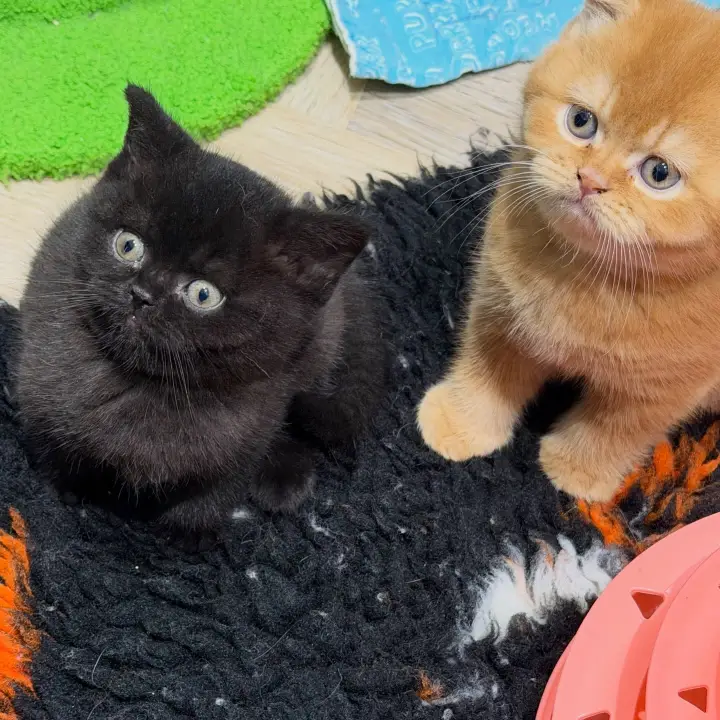 British Shorthair kitten