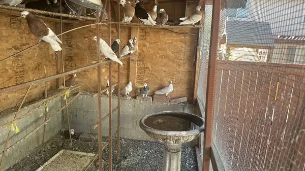 pigeons for sale