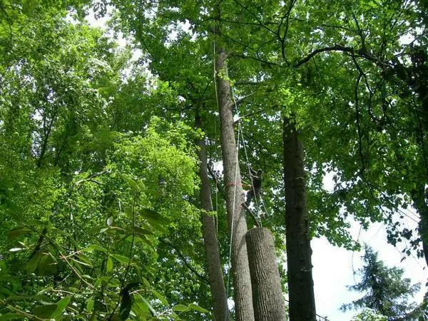 █►TREE CUTTING & LANDSCAPING SERVICE BY PEREZ◄█