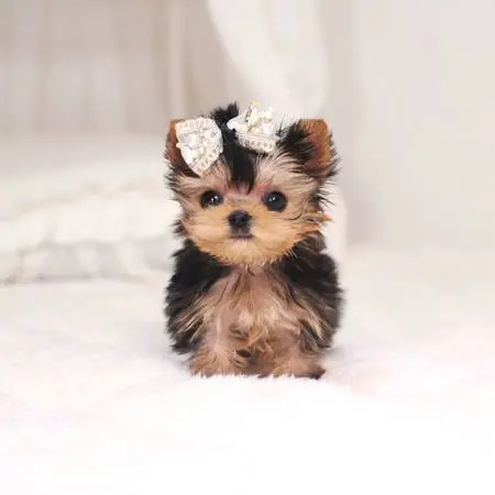 Playful Puppy Pals