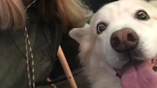 Your Dog is Cute but Now Your Sofa Has Been Taken Over