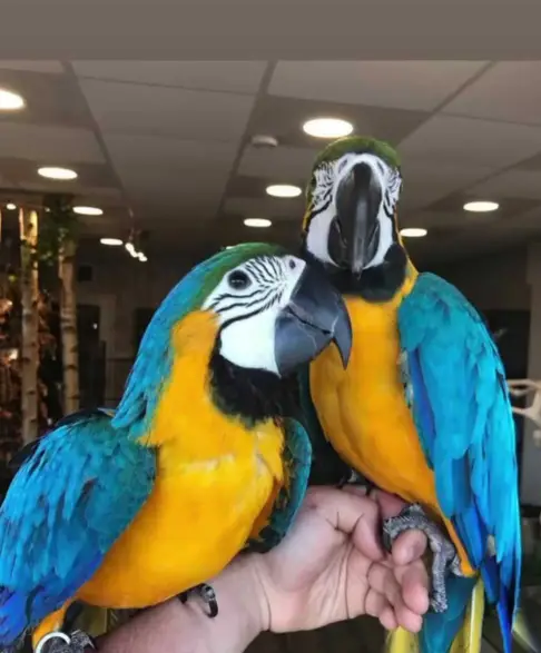 Macaw