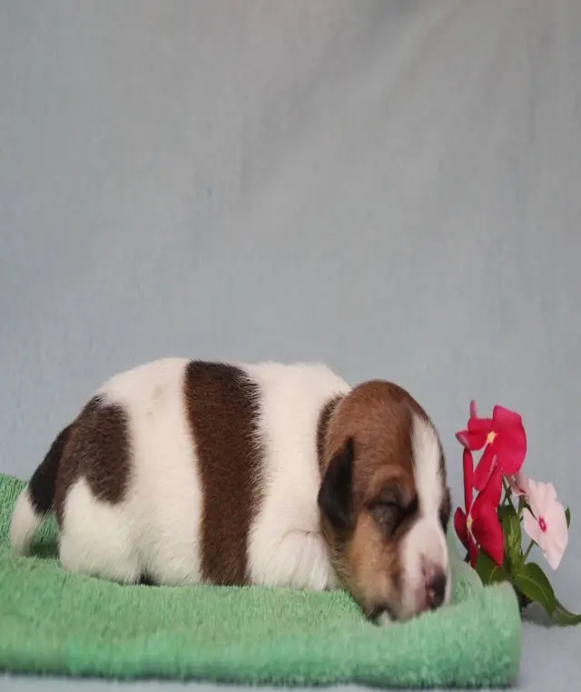 jack Russell