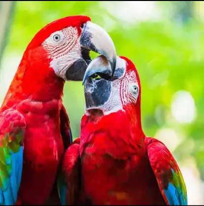 parrots for adoption
