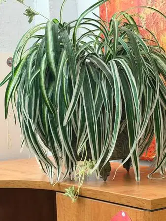 Assorted Genuine Silk Plants