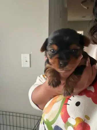 Puppies