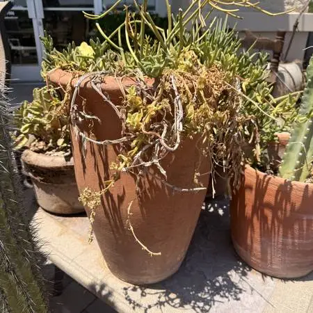 Tall Pot W/ Succulents - 16X32H