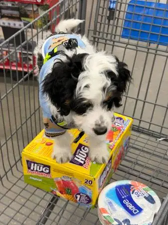 Mini bernedoodle Dog for sale - $500 (Orlando)