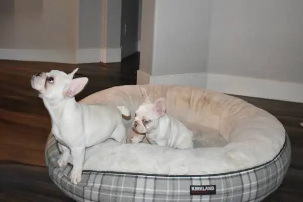 PUPPY dog bed