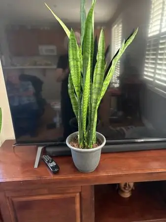 Snake plants healthy need new home