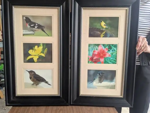 Three Picture Frames of Birds