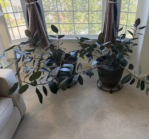 2 Rubber Plants