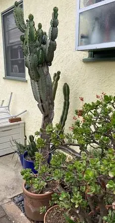 6 Cactus in 14 terra cotta pot