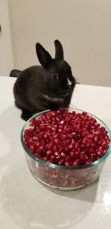 Baby rabbits mix