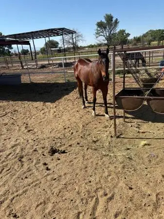 Horse Gelding