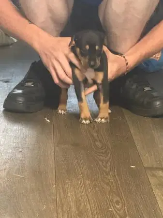 Rottweiler puppy