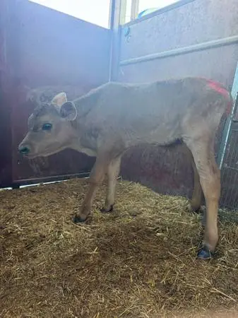 Jersey newborn