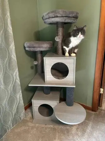 Multi Level Cat Tree