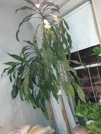 *p plants pothos , hosta, /tree, cement planters