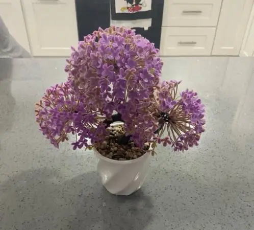 Lavander plant