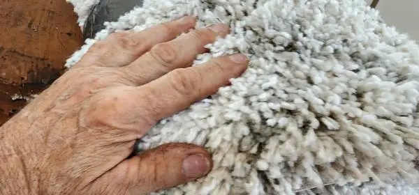 12  x 12 Rug with mat from a smoke free pet free home
