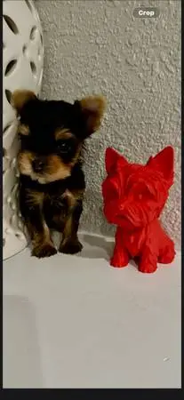 Pupps