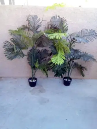 (2) Artificial palm tree plants 51/2 ft(no emails cash only)$75